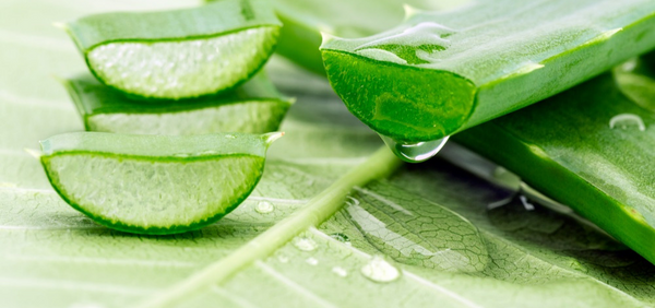 El Aloe vera: Estabilizar el Aloe para ser utilizado en Productos cosméticos